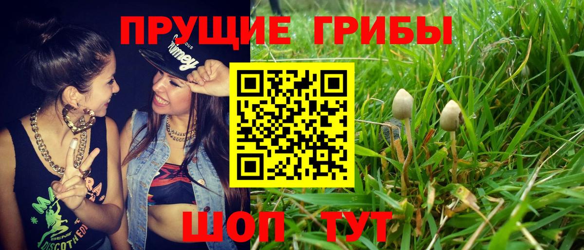 Псилоцибиновые грибы Psilocybine cubensis Череповец